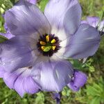 Eustoma exaltatum Cvet