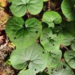 Asarum canadense Liść