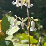 Clematis stans Flower