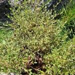 Salix foetida 整株植物