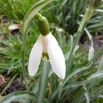 Galanthus nivalisBlüte