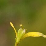 Gagea fragifera 果実