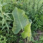 Silphium terebinthinaceum Leaf