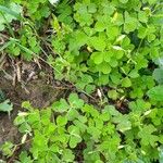 Oxalis stricta Habitat