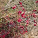 Crataegus laciniata果實