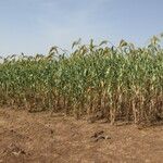 Sorghum bicolor Habit