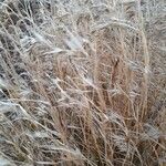 Themeda triandra Fula