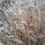 Themeda triandra Flower