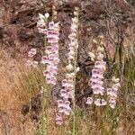 Penstemon palmeri Hábito