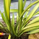 Cordyline australisLeaf