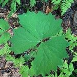 Achlys triphylla Leaf