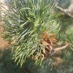 Pinus parviflora Folha