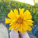 Coreopsis lanceolataЦветок