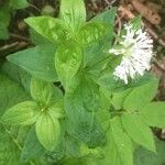 Asperula taurina Kwiat