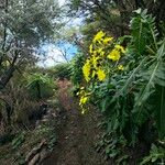 Sonchus canariensis Blüte