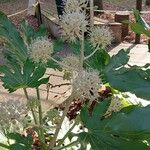 Fatsia japonica ഫലം