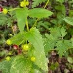 Scrophularia peregrina Leaf