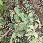 Cistus populifolius Likasa