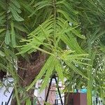 Phyllanthus emblicaList