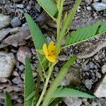 Chamaecrista glandulosa পাতা