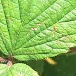 Rubus scaber ᱥᱟᱠᱟᱢ