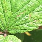 Rubus scaber Feuille