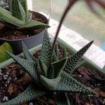 Haworthia limifolia Leaf