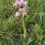Ophrys tenthredinifera Цвят