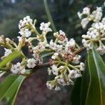 Morella cerifera Flor