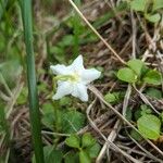 Moneses uniflora പുഷ്പം