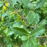 Elaeagnus umbellata果實