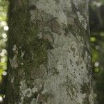 Pradosia ptychandra Bark