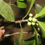 Ficus americana Fruit