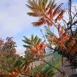 Rhus typhina Elinympäristö