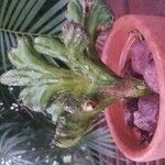 Cereus spegazzinii Leaf