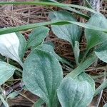 Antennaria plantaginifolia Levél