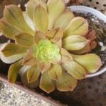 Aeonium leucoblepharum برگ