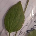 Clematis integrifolia Leaf