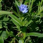 Glandora gastonii Habit