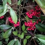 Ardisia crenata Gyümölcs