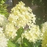 Hydrangea paniculata SieboldFlower