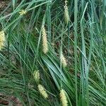 Carex vesicaria Fiore