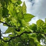 Catalpa ovataLeaf