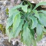 Erigeron floribundus Leaf