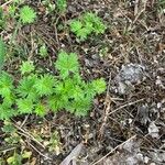 Potentilla intermedia Blad