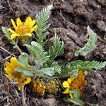 Balsamorhiza hookeri موطن