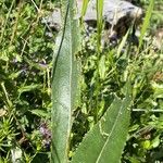 Senecio doronicum Leaf