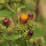 Inula conyza Flor