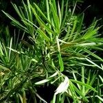 Podocarpus neriifolius ᱥᱟᱠᱟᱢ