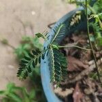 Phyllanthus urinaria 葉